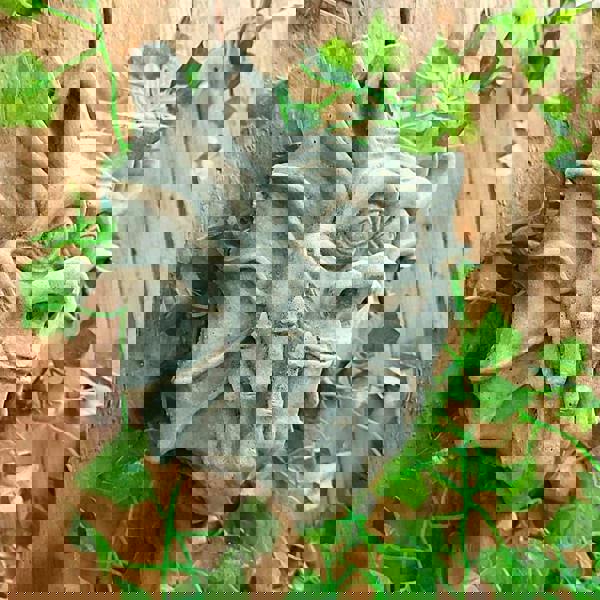 Delightful Stone Cast Thinking Gargoyle Ornament