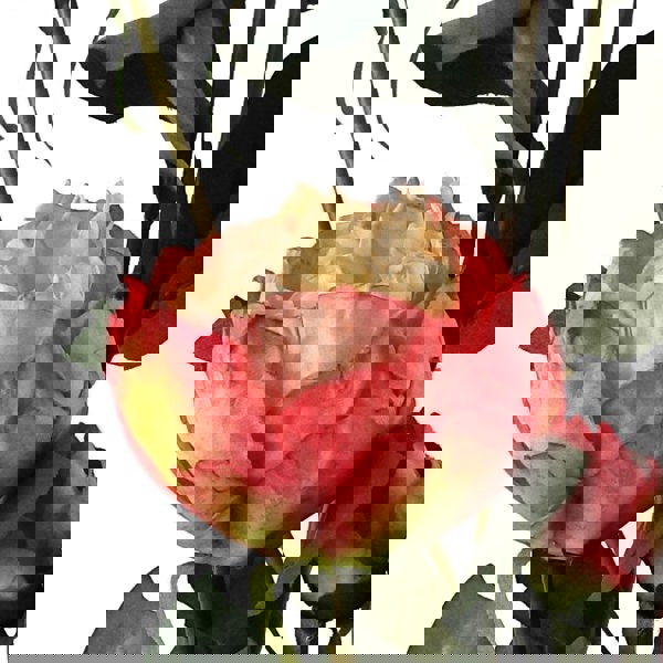 Leaf 6 x 55cm Pink Peony Artificial Flower Stems - 24 flowers 18 buds