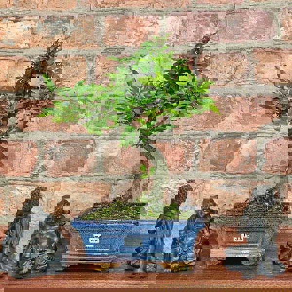 Yorkshire Bonsai Chinese Elm (Ulmus Parvifolia) Bonsai Tree | Shaped | In 15cm Pot