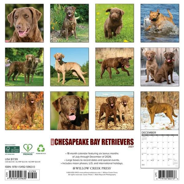 Just Chesapeake Bay Retrievers Calendar 2027, Wall Calendars, Month To View, Dogs, Gift