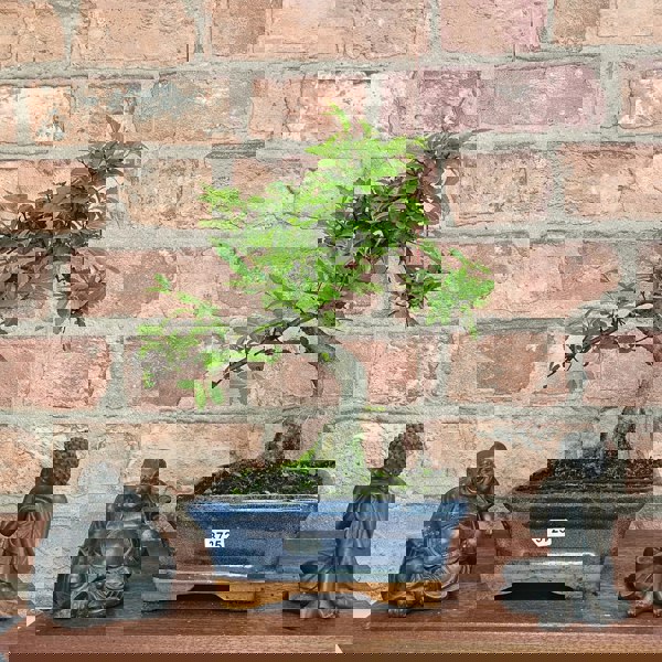 Yorkshire Bonsai Chinese Elm (Ulmus Parvifolia) Bonsai Tree | Shaped | In 15cm Pot