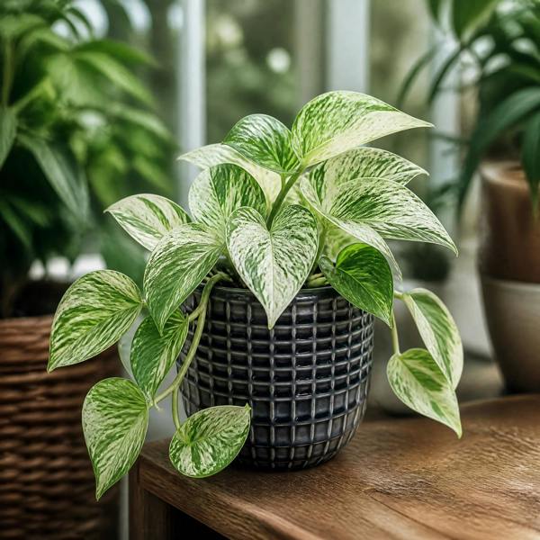 Epipremnum Marble Queen Pothos 12cm Pot Plants By Post