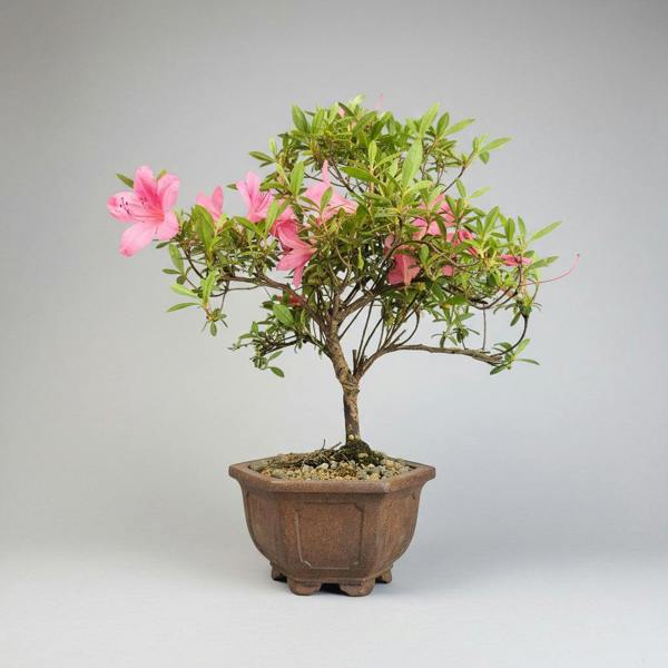 Yorkshire Bonsai Azalea (Rhododendron) Premium Bonsai Tree | Shaped | In 13cm Pot | 5360