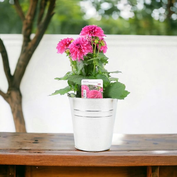 Dahlia Pink 2L Plants By Post