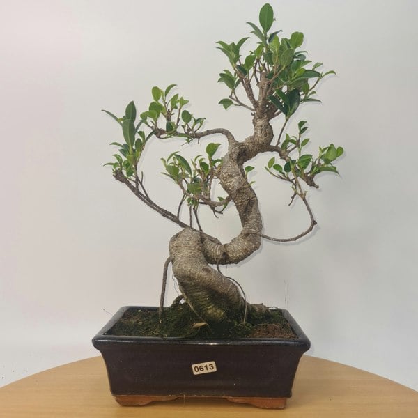 Ficus Microcarpa (Banyan Fig) Indoor Bonsai Tree | Shaped | In 20cm Pot