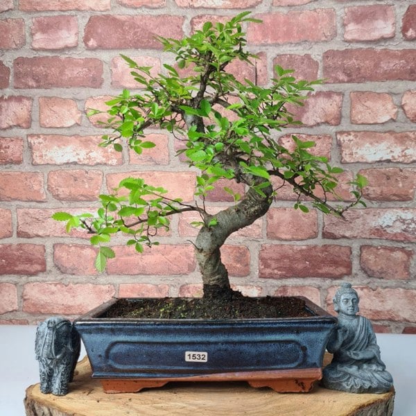 Chinese Elm (Ulmus Parvifolia) Bonsai Tree | Shaped | In 25cm Pot