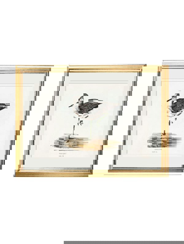 Exceptional Art c.1837's British Coastal Birds