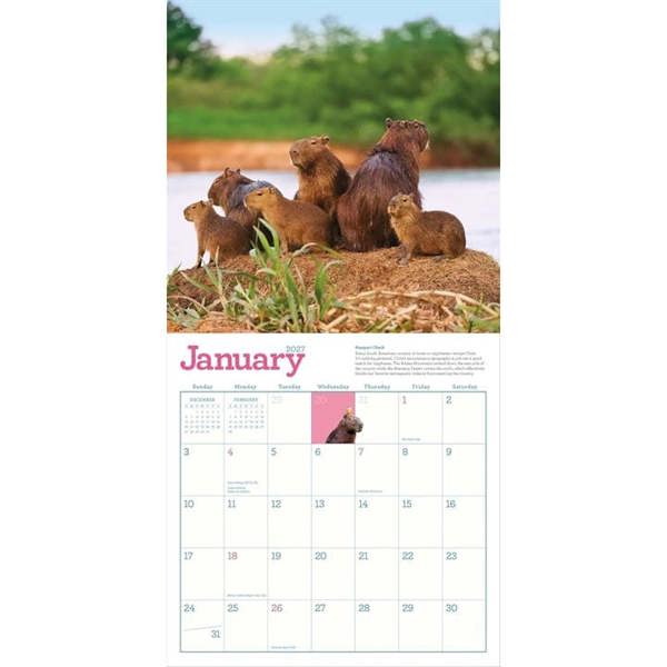 Capybara Calendar 2027, Wall Calendars, Month To View, Animals, Gift