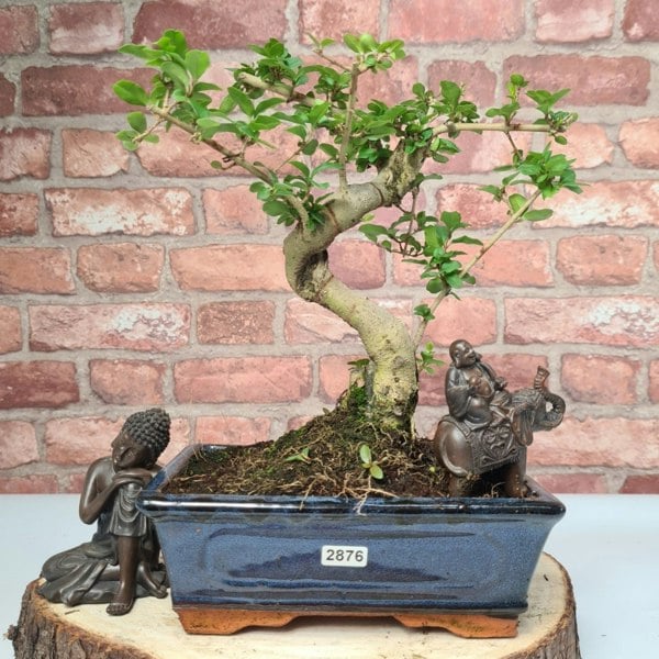 Chinese Privet (Ligustrum Sinense) Bonsai Tree | Shaped | In 20cm Pot - Yorkshire Bonsai