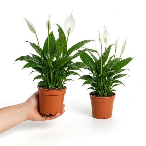 Peace Lily Plant 12cm - Air Purifying Houseplant Elegant Indoor Plant with White Flowers - Nursery Pot - 2