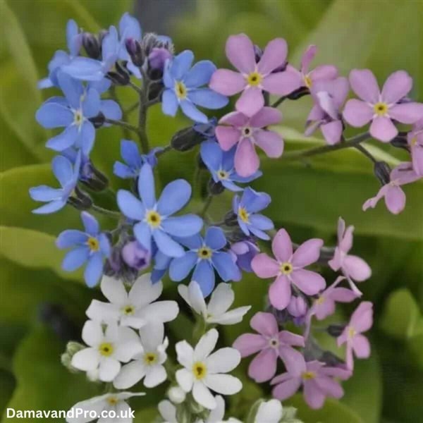 Myosotis Alpestris Mix