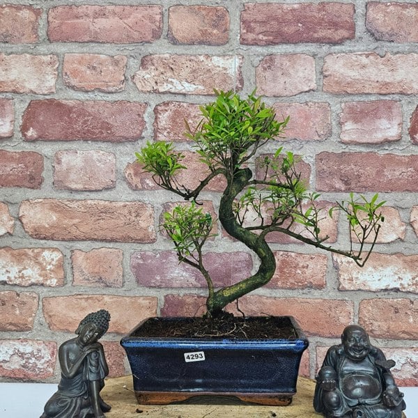 Yorkshire Bonsai Brush Cherry (Syzygium) Bonsai Tree | Shaped | In 20cm Pot