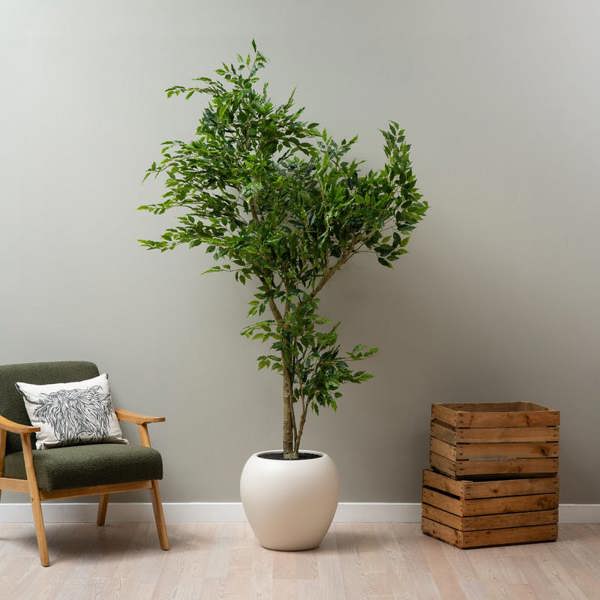 Scottish Everlastings 215cm Ficus Tree