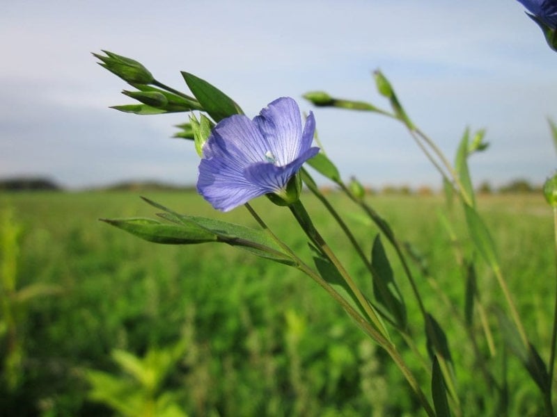 Linseed Seed (Linum usitatissimum)