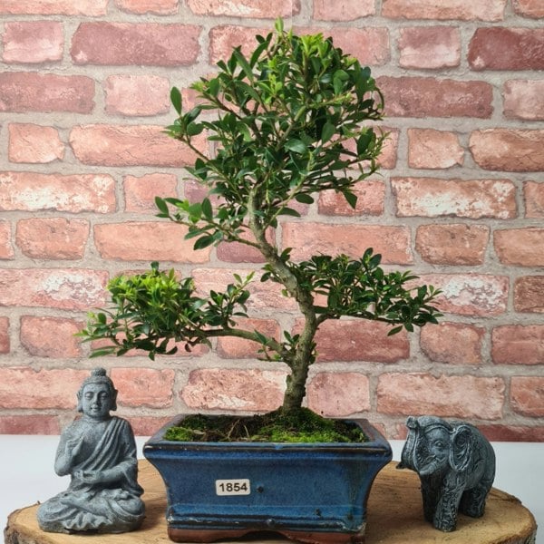 Yorkshire Bonsai Japanese Holly (Ilex Crenata) Bonsai Tree | Shaped | In 15cm Pot