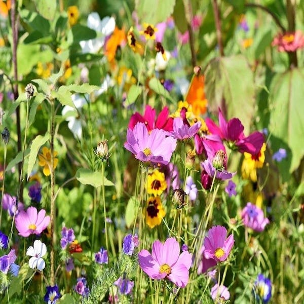 Perennial Wild Flower Meadow Seeds