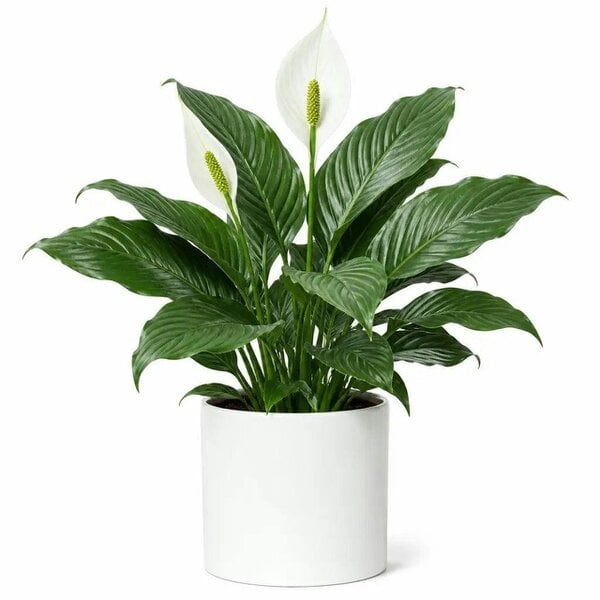 Spathiphyllum Peace Lily – Elegant White Flowers and Glossy Green Indoor Houseplant - Sofia Glossy White Ceramic