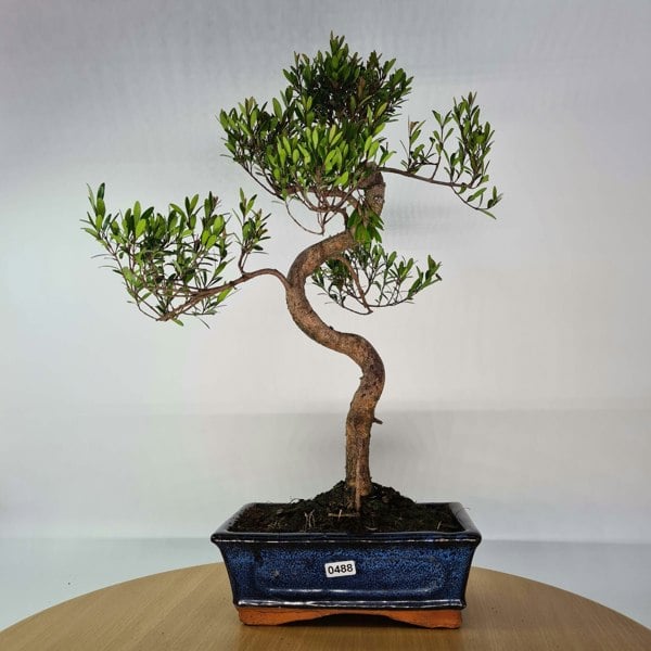 Brush Cherry (Syzygium) Bonsai Tree | Shaped | In 20cm Pot