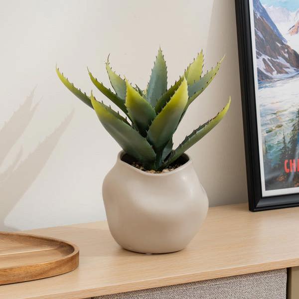 Scottish Everlastings 30cm Aloe in Ceramic pot
