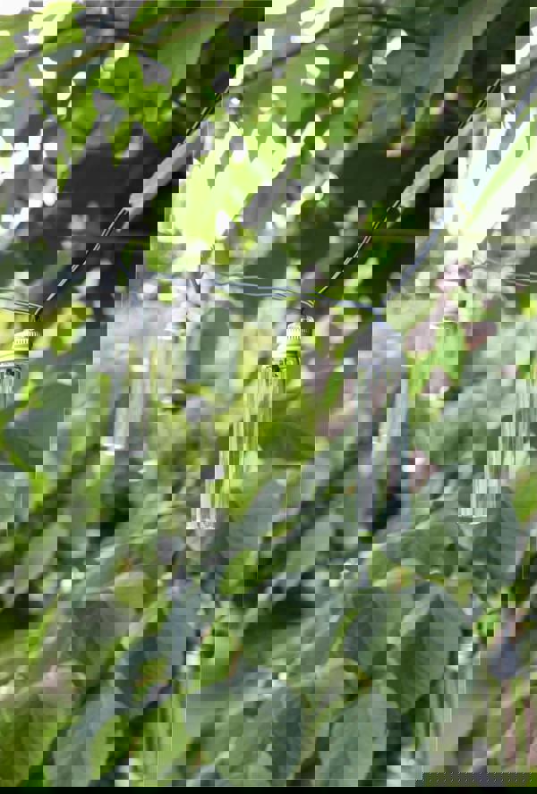 Luxform Solar Stringlight 14 Led Lights Monte Gordo