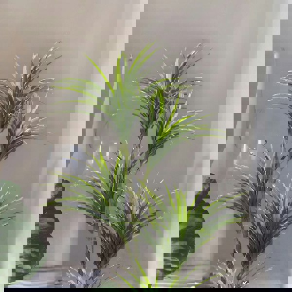 Rafaelo Mobilia Artificial 150CM Tall Decorative Dracaena Plant Green