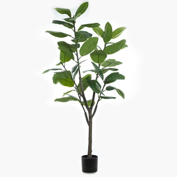 Scottish Everlastings 150cm Real Touch Rubber Tree