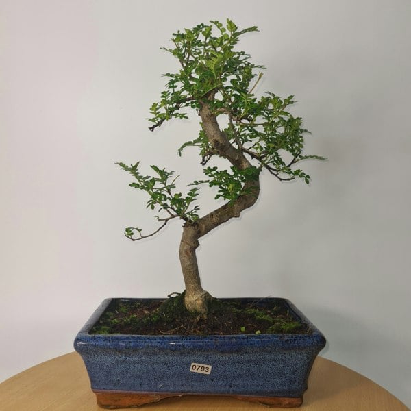 Chinese Pepper (Zanthoxylum Pipertum) Bonsai Tree | Shaped | In 25cm Pot