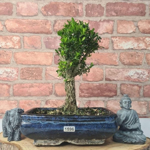 Boxwood (Buxus Harlandii) Bonsai Tree | Broom | In 20cm Pot