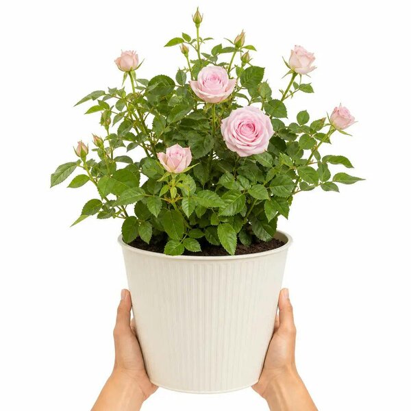 3L Happy Silver Wedding Light Pink Rose Bush - Beautiful Flowering Plant Gift - Metal Vertical Line Cream