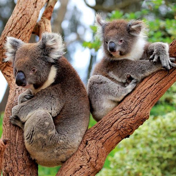 Koalas Calendar 2027, Wall Calendars, Month To View, Animals, Gift