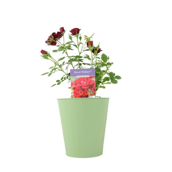 Rose Sweet Wishes – 4L Pot – Fragrant Pink Hybrid Tea Rose for Garden Borders Plants By Post