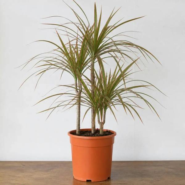Dracaena Marginata 3 Stem Dragon Tree 19cm Pot – Easy Care Large Indoor Houseplant