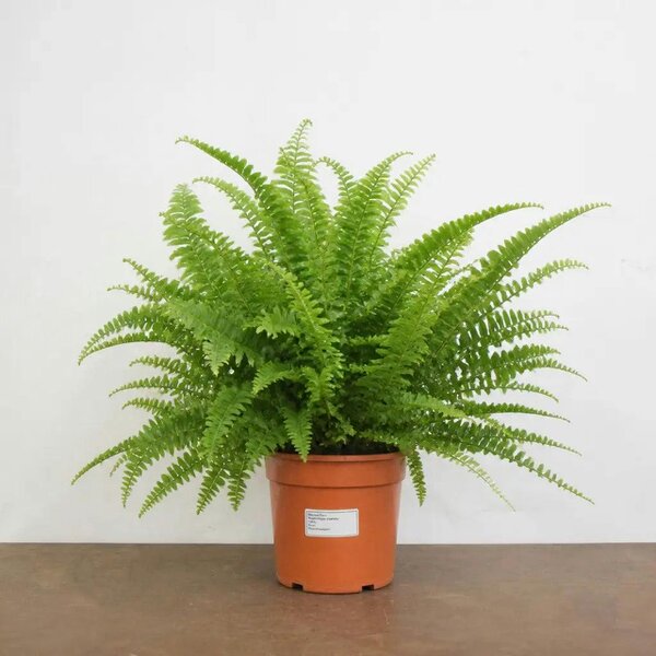 Nephrolepis Boston Fern 17cm Pot – Easy Care Pet Friendly Indoor Houseplant