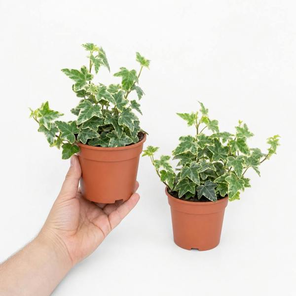 Hedera Variegated Ivy 12cm Pot Plants By Post