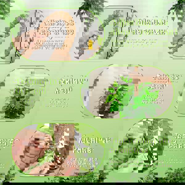 deAO Toys 4 Pack Monstera Climbing Support, 2 Pack 60cm & 2 Pack 120cm Planting Stick Coconut Plant Support