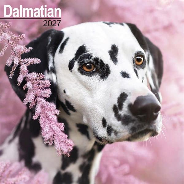 Dalmatian Calendar 2027, Wall Calendars, Month To View, Dogs, Gift