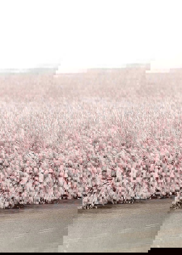 Origins Chicago Rose