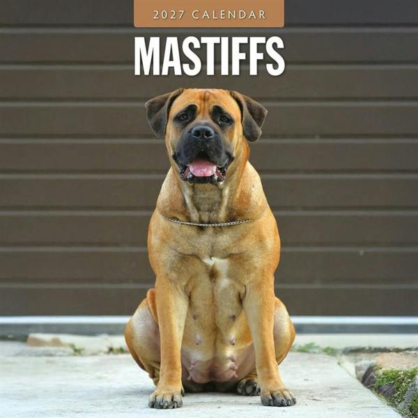 Mastiffs Calendar 2027, Wall Calendars, Month To View, Dogs, Gift