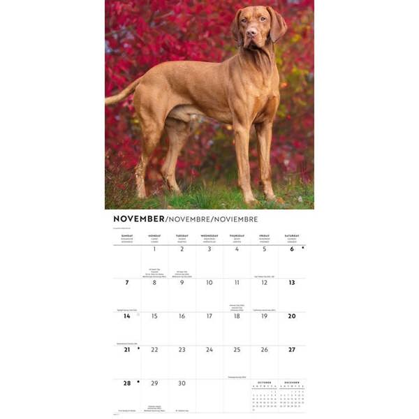 Vizslas Calendar 2027, Wall Calendars, Month To View, Dogs, Gift