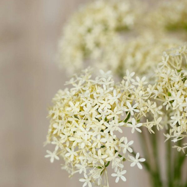 Wyld Haus Set of 3 Artificial Flowers Three Head Cream Allium Sprays