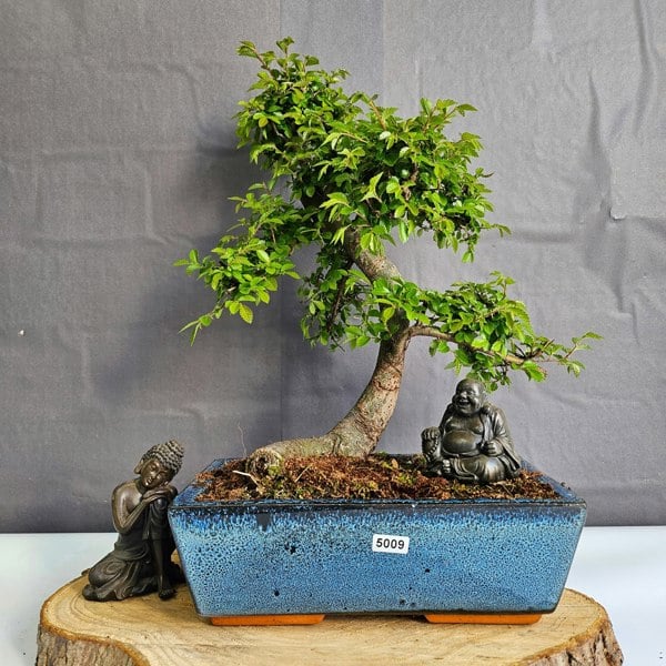 Yorkshire Bonsai Chinese Elm (Ulmus Parvifolia) Bonsai Tree | Shaped | In 25cm Pot