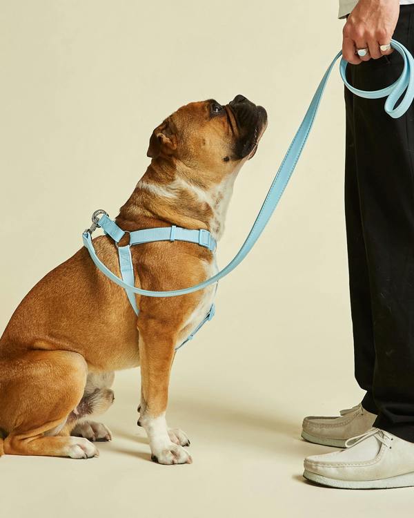 Sky Blue Dog Harness by Barc London UK