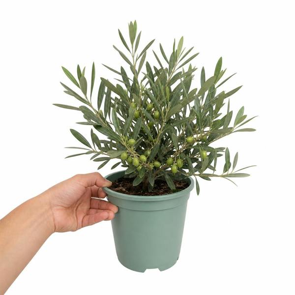 3L Bush Olive Indoor & Outdoor Evergreen