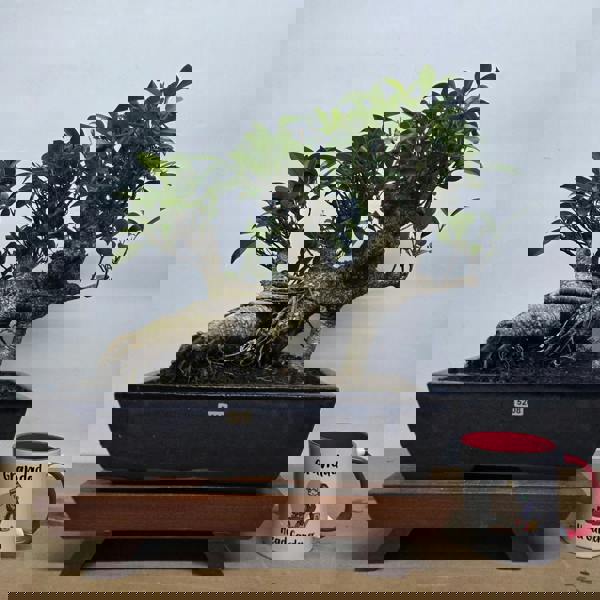 Yorkshire Bonsai Ficus Microcarpa (Banyan Fig) Large Indoor Bonsai Tree | Shaped | In 35cm Pot