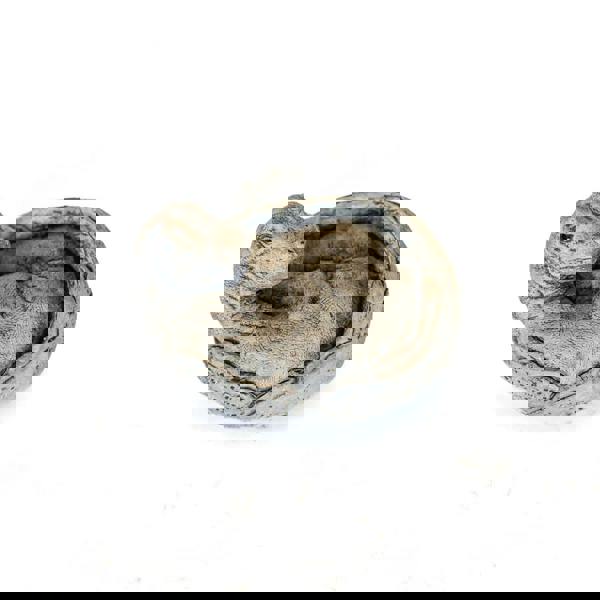 Small Brontosaurus Stone Cast Garden Sculpture Dinosaur Animal Statue