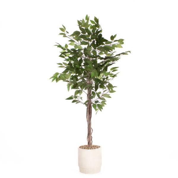 Scottish Everlastings 160cm Ficus Tree in cement pot