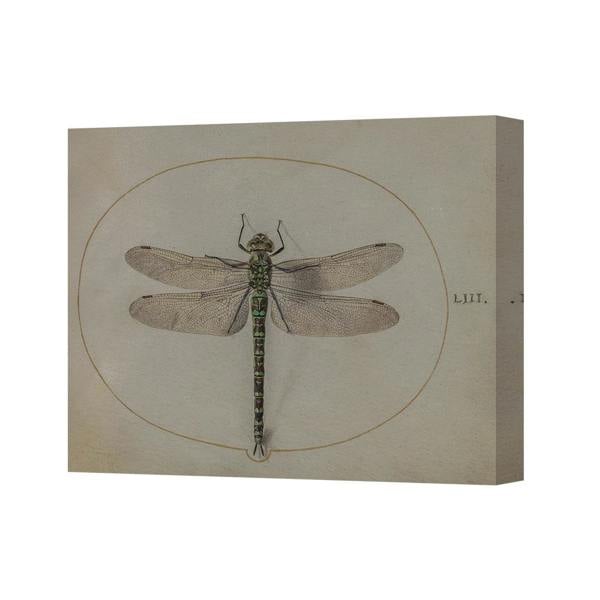 Benjamin Tate Design Dragonfly Canvas Wall Art Vintage Scientific Illustration Print