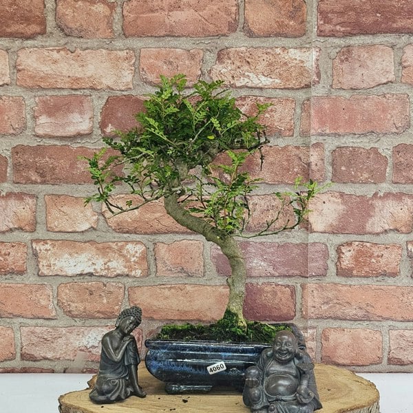 Yorkshire Bonsai Chinese Pepper (Zanthoxylum Pipertum) Bonsai Tree | Shaped | In 20cm Pot