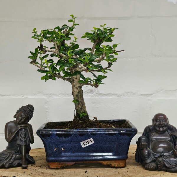 Yorkshire Bonsai Fukien Tea Tree (Carmona Retusa) Bonsai Tree | Broom | In 15cm Pot - 4221