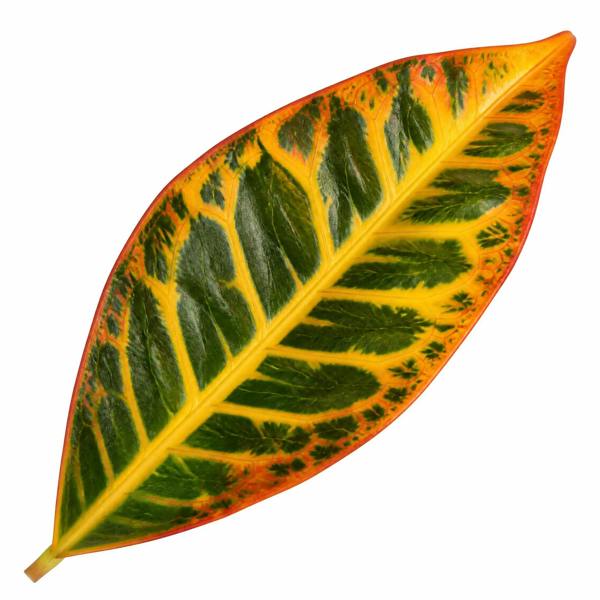 Croton Petra Josephs Coat 12cm Pot Plants By Post